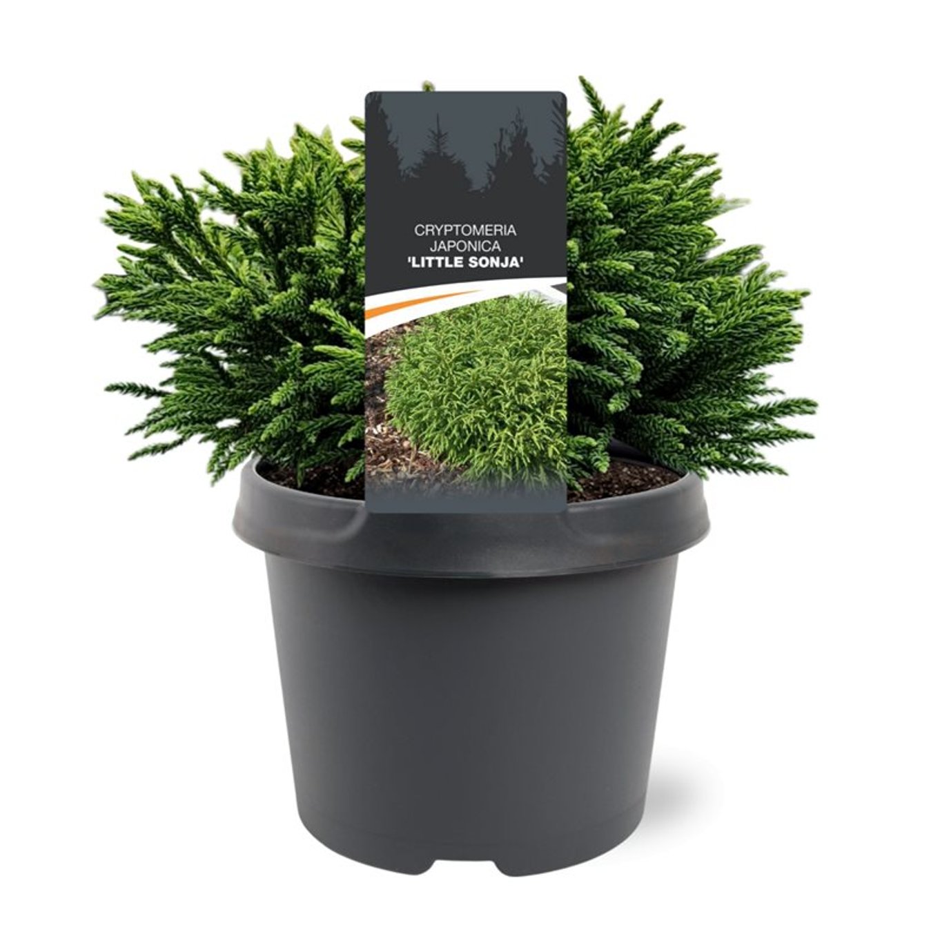 Cryptomeria j. 'Little Sonja' - C3 20-25 CM